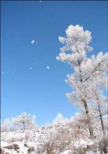 千樹掃作一番黃，只有芙蓉獨自芳