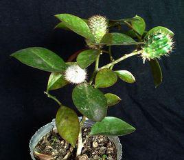 葉仙人掌 葉仙人掌