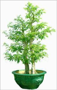 瑞嶺九里香盆景