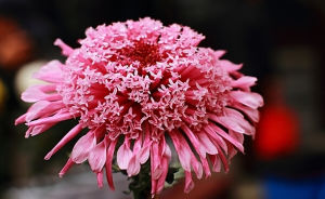 香短星菊 香短星菊