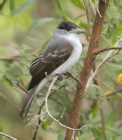 白枕霸鶲 白枕霸鶲