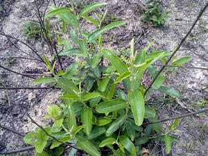 紅萆薢[紅萆薢]