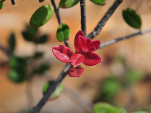 抱石越橘 抱石越橘