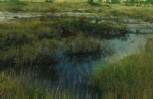 蘆葦泥炭沼澤 蘆葦泥炭沼澤