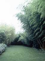 竹類植物園