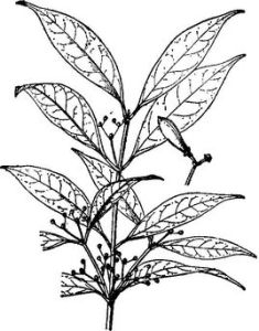 三花假衛矛 三花假衛矛