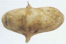 牧馬山地瓜圖片集