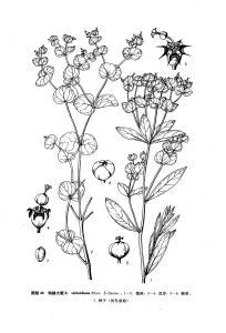 鉤腺大戟 鉤腺大戟