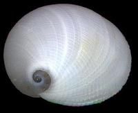 南洋扁玉螺 南洋扁玉螺