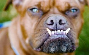 世界最醜犬大賽