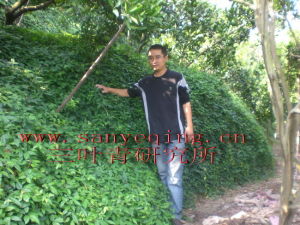 浙江麗水三葉青珍稀植物研究所 浙江麗水三葉青珍稀植物研究所