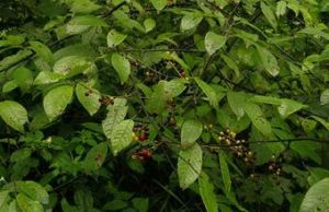 細齒短梗稠李 細齒短梗稠李