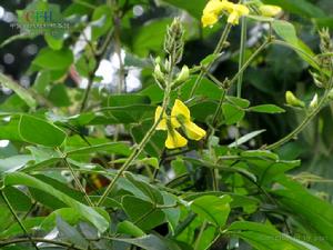 硬毛蟲豆 硬毛蟲豆