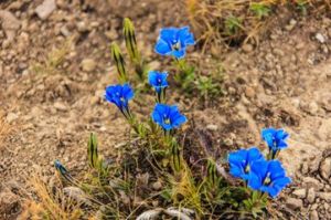 稻城龍膽 稻城龍膽