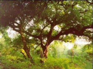 壩王靈自然保護區 壩王靈自然保護區