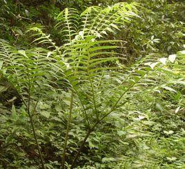 長頭觀音座蓮 長頭觀音座蓮