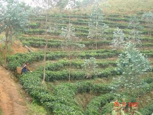 （圖）生態茶園