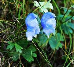 毛果甘青烏頭 毛果甘青烏頭