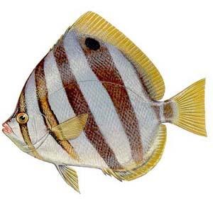 副瑚蝶魚 副瑚蝶魚