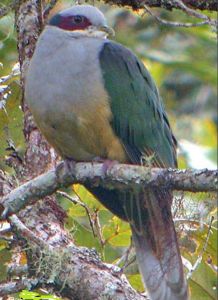 費氏果鳩 費氏果鳩