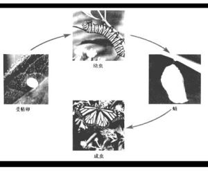 昆蟲激素 昆蟲激素