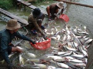 同塔省的水產業