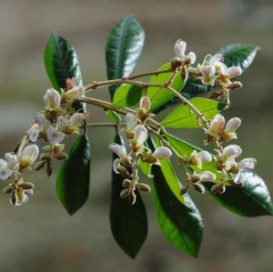 脹莢紅豆 脹莢紅豆