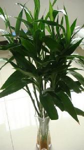 水養植物 水養植物