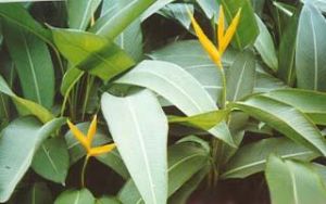 黃苞蠍尾蕉 黃苞蠍尾蕉