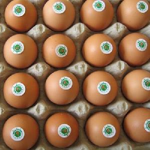 三聚氰胺雞蛋 三聚氰胺雞蛋