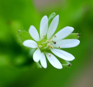 帕米爾繁縷 帕米爾繁縷