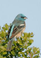 斑翅藍彩鵐 斑翅藍彩鵐