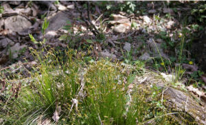 類頭狀花序藨草