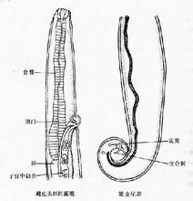結膜吸吮線蟲病