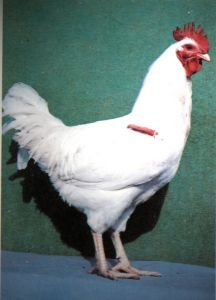 成都白雞 成都白雞