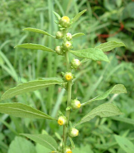 矮天名精 矮天名精