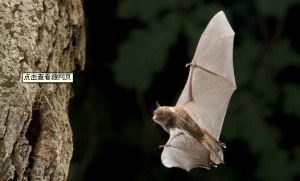 郝氏鼠耳蝠台灣亞種 郝氏鼠耳蝠台灣亞種