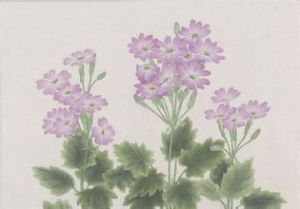 曲柄報春 曲柄報春