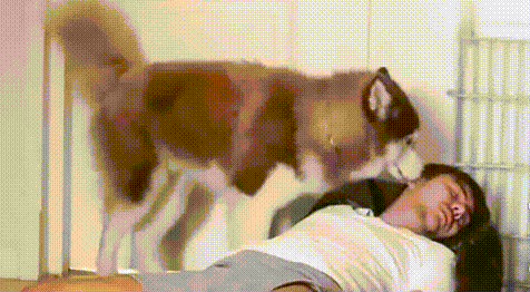 狗狗為什麼喜歡盯著主人睡覺?