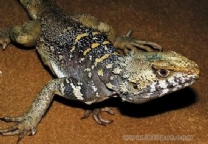 （圖）西藏岩蜥