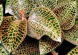 福建金線蓮 福建金線蓮