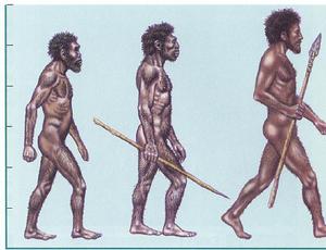 人類起源學說（進化論圖片）