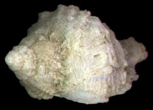 大肚珊瑚螺 大肚珊瑚螺