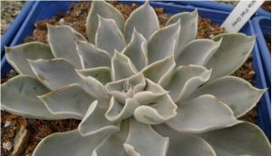 皺葉裂齒蘚 皺葉裂齒蘚