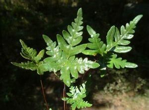 喜馬拉雅書帶蕨 喜馬拉雅書帶蕨