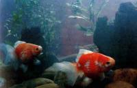 紅白花珍珠金魚