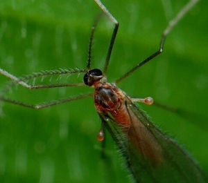 小麥癭蚊 小麥癭蚊
