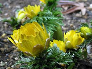 （圖）秋福壽草