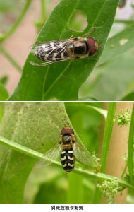 斜斑鼓額食蚜蠅