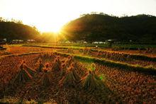 永寧鎮[廣東省陽春市永寧鎮]